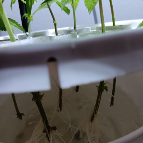 LA growlog timeline photo