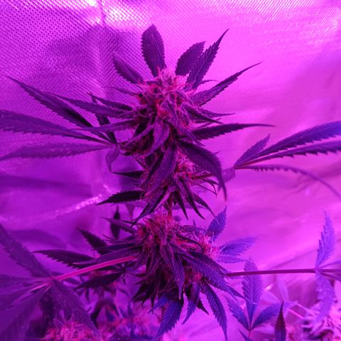 LA growlog timeline photo