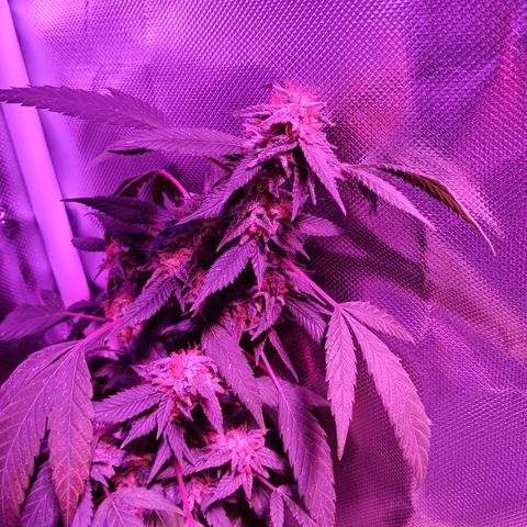 LA growlog timeline photo