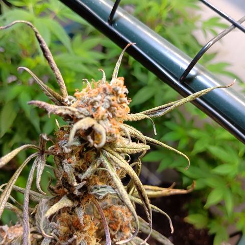 LA growlog timeline photo
