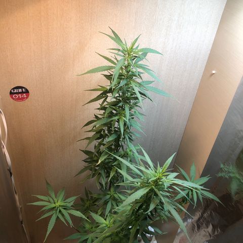 Skank growlog timeline photo
