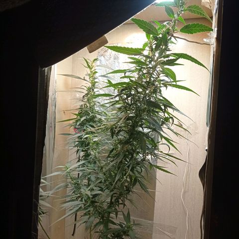 Skank growlog timeline photo