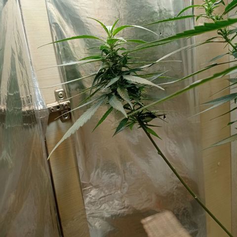 Skank growlog timeline photo