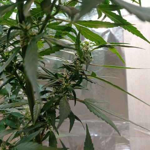 Skank growlog timeline photo