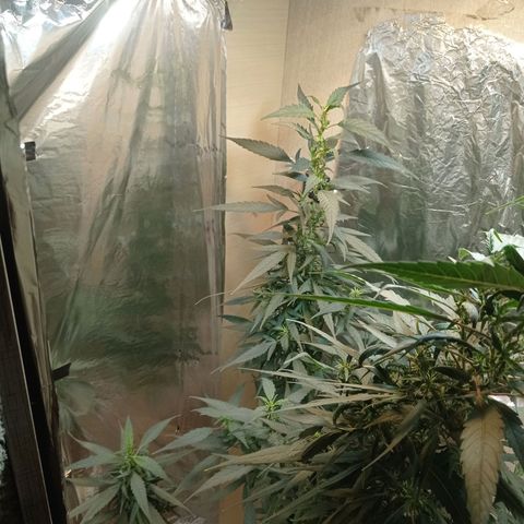 Skank growlog timeline photo