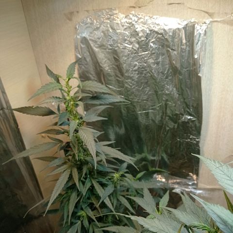 Skank growlog timeline photo