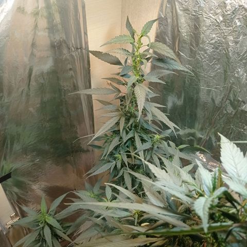 Skank growlog timeline photo