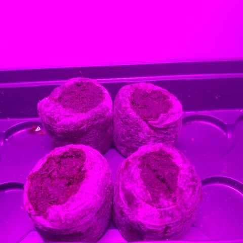 Alpha #1 growlog photo