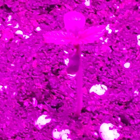 Alpha #1 growlog photo