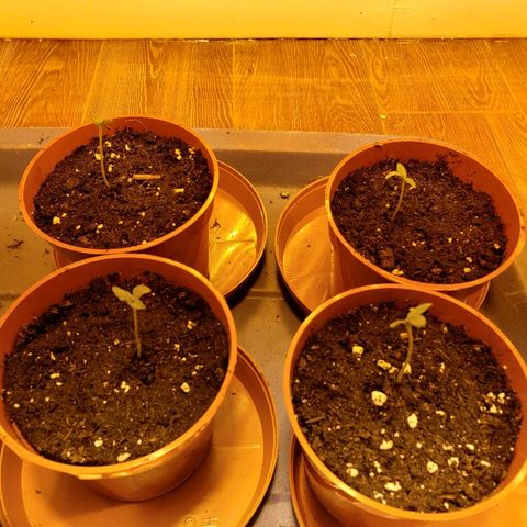 Alpha #1 growlog photo