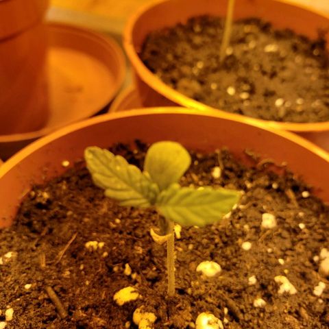 Alpha #1 growlog photo