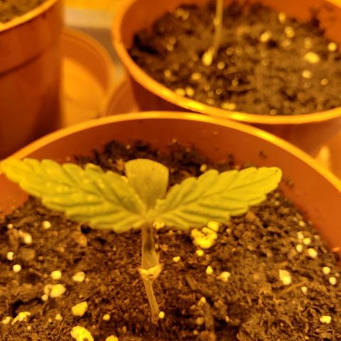 Alpha #1 growlog photo