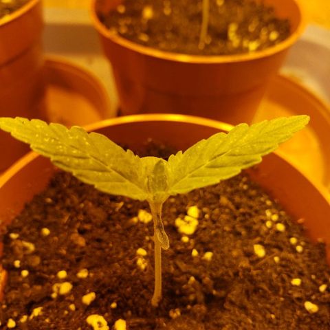 Alpha #1 growlog photo: Finalement, ils sont très bien parti