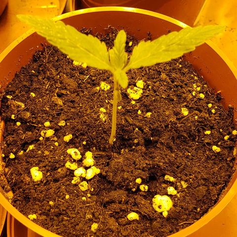 Alpha #1 growlog timeline photo