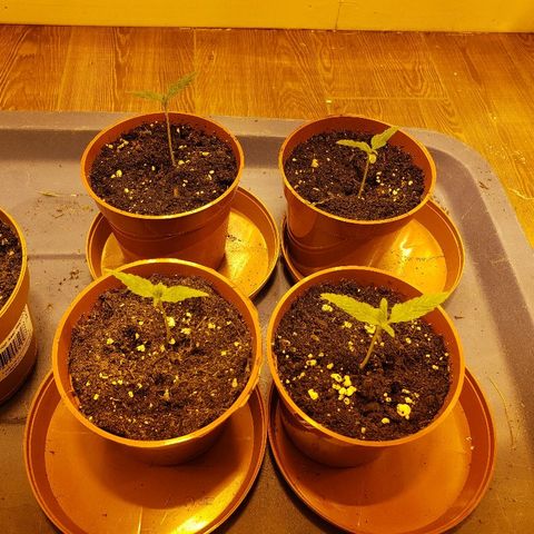 Alpha #1 growlog timeline photo