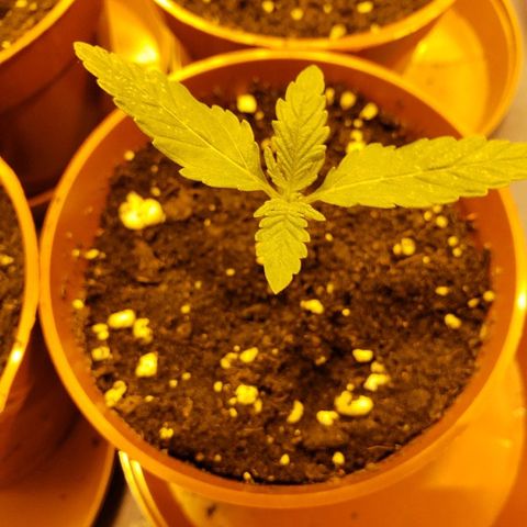 Alpha #1 growlog timeline photo