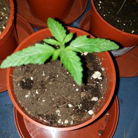 Alpha #1 growlog timeline photo