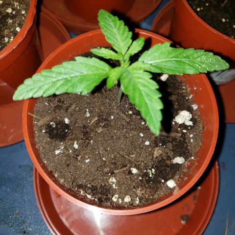 Alpha #1 growlog timeline photo