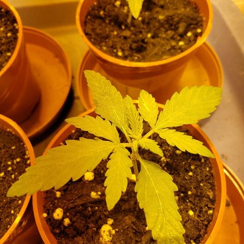 Alpha #1 growlog timeline photo