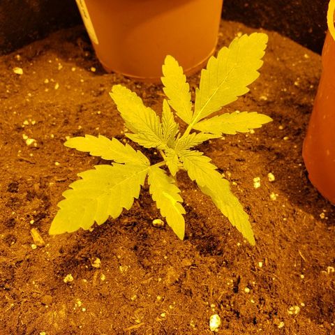 Alpha #1 growlog timeline photo