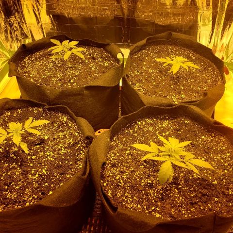 Alpha #1 growlog photo: Première semaine dans les pots de 5 gallons(12")
2 L eau chacun avec 2 ml de vitamines
