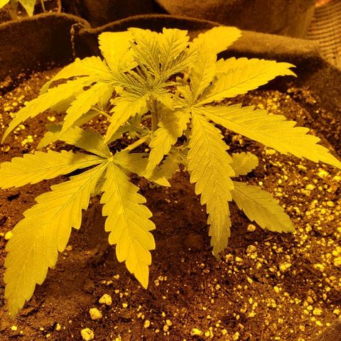 Alpha #1 growlog timeline photo