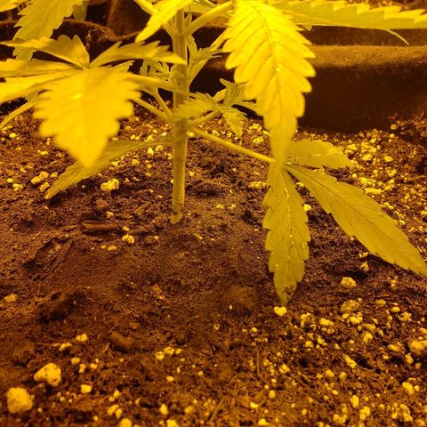 Alpha #1 growlog timeline photo