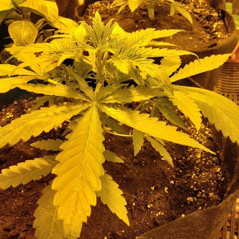 Alpha #1 growlog photo: Le #1 a 16 cm avec des branches de 8 cm
Au bas.
