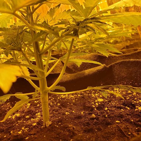 Alpha #1 growlog timeline photo