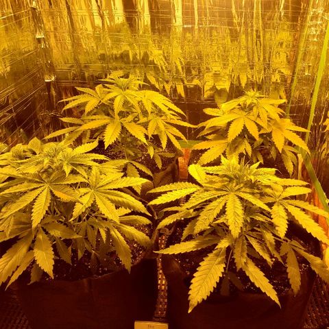 Alpha #1 growlog timeline photo