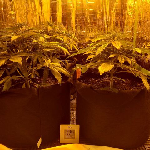 Alpha #1 growlog timeline photo