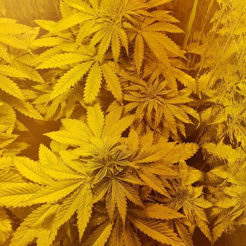 Alpha #1 growlog timeline photo