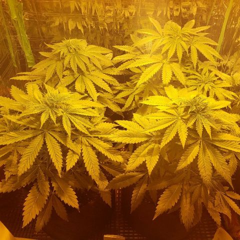 Alpha #1 growlog timeline photo