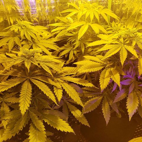 Alpha #1 growlog timeline photo
