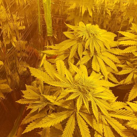 Alpha #1 growlog timeline photo