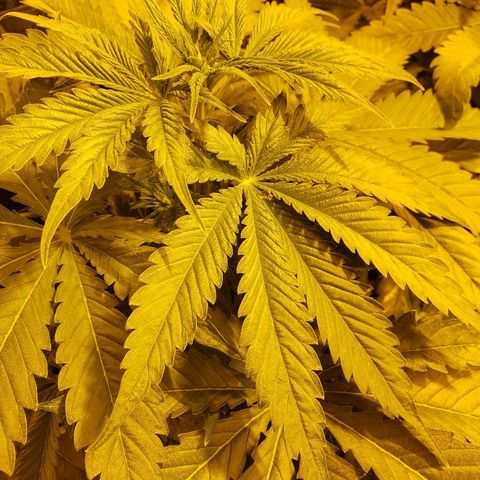 Alpha #1 growlog timeline photo