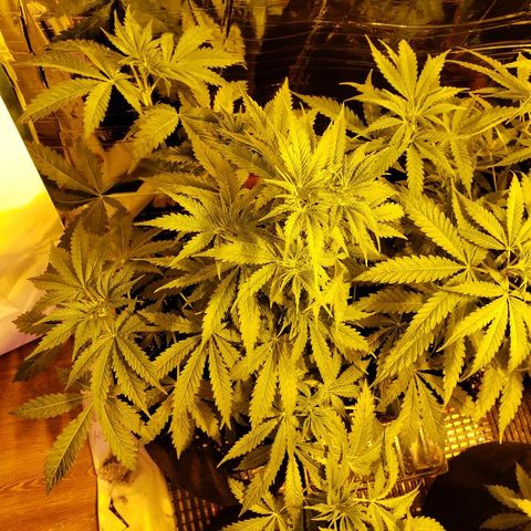 Alpha #1 growlog timeline photo