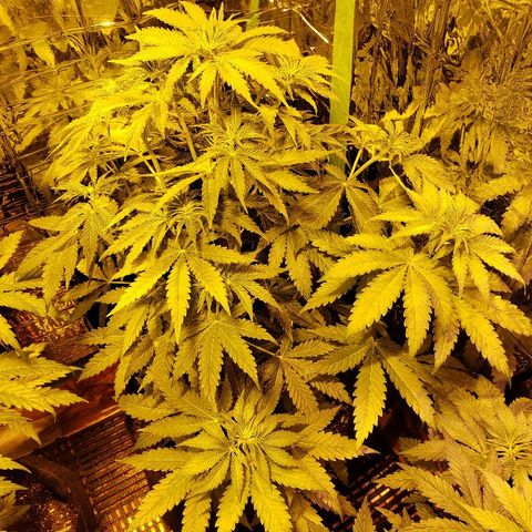 Alpha #1 growlog timeline photo