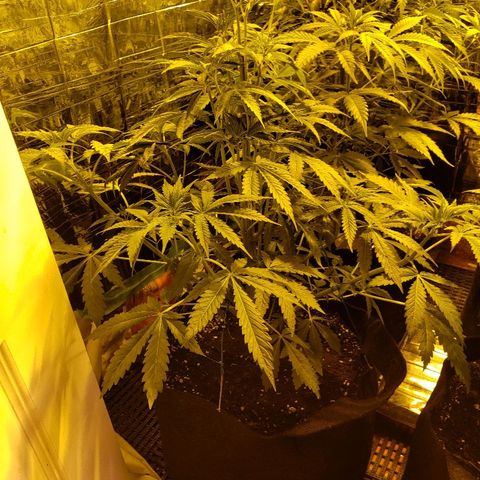 Alpha #1 growlog timeline photo