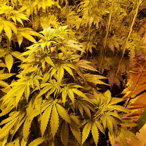 Alpha #1 growlog timeline photo