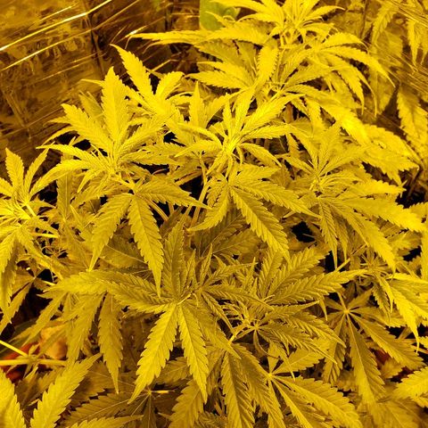 Alpha #1 growlog timeline photo