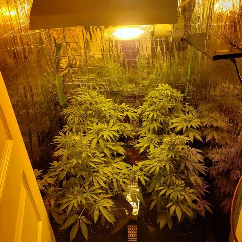 Alpha #1 growlog timeline photo