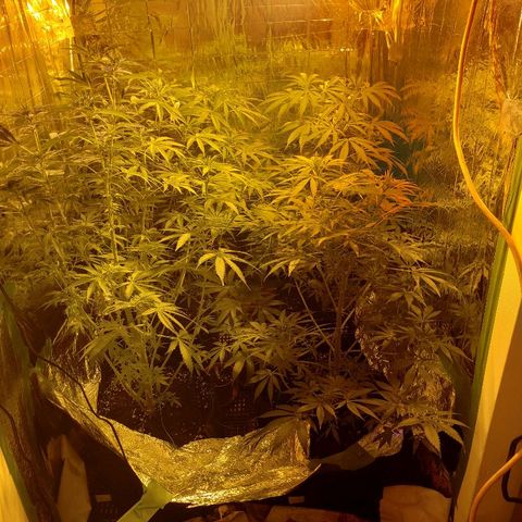 Alpha #1 growlog timeline photo