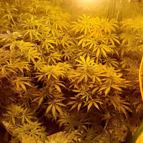 Alpha #1 growlog timeline photo