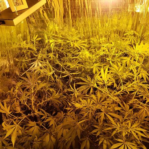 Alpha #1 growlog photo: S.O.G. 