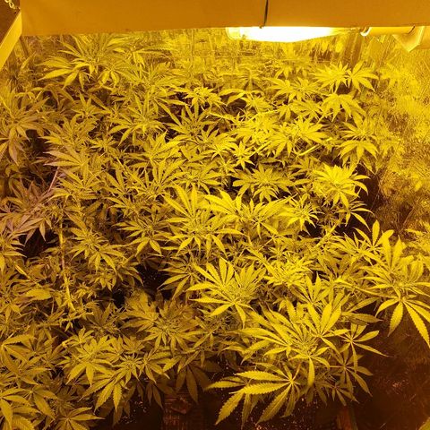 Alpha #1 growlog timeline photo