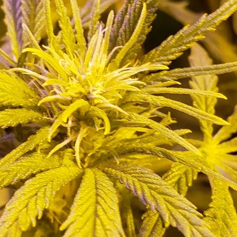 Alpha #1 growlog timeline photo