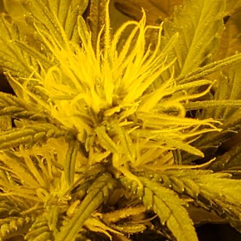 Alpha #1 growlog photo: En santé 