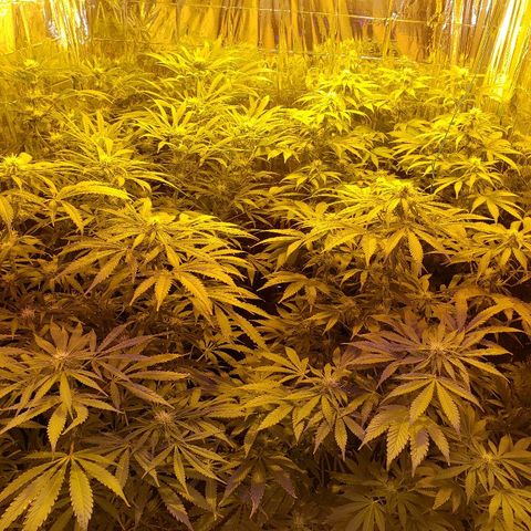 Alpha #1 growlog timeline photo