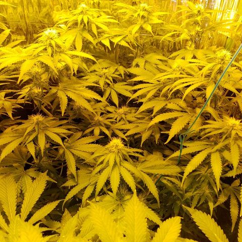 Alpha #1 growlog timeline photo